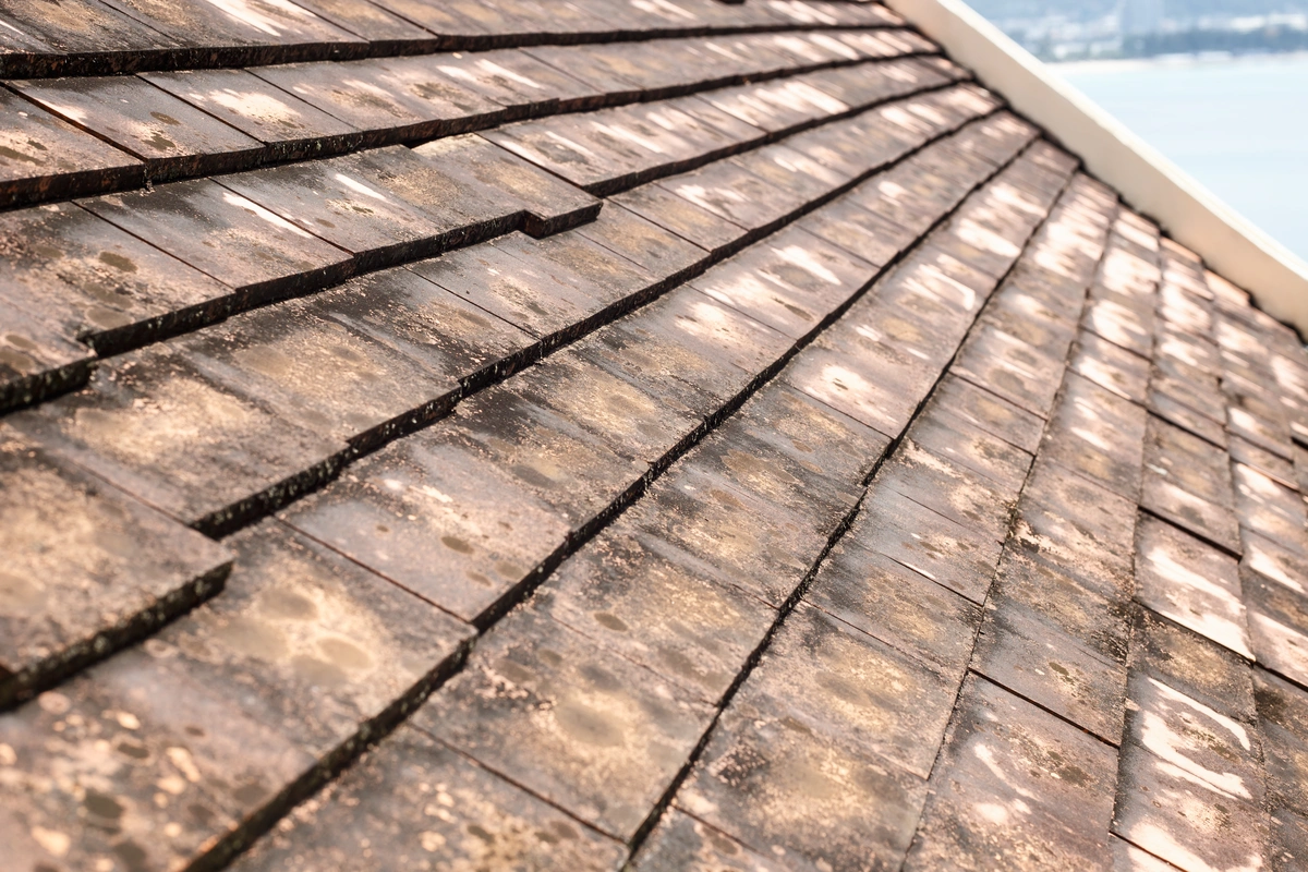 mold on roof tiles
