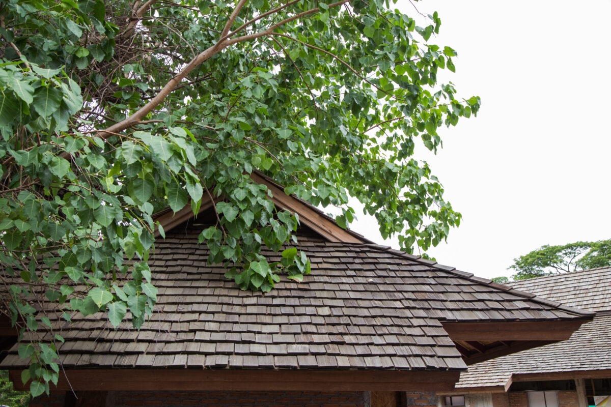 wood roof and green tree